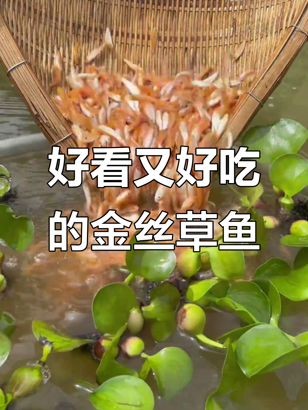 金丝草鱼:病害少、长势快,水质不挑,最大可养三十斤