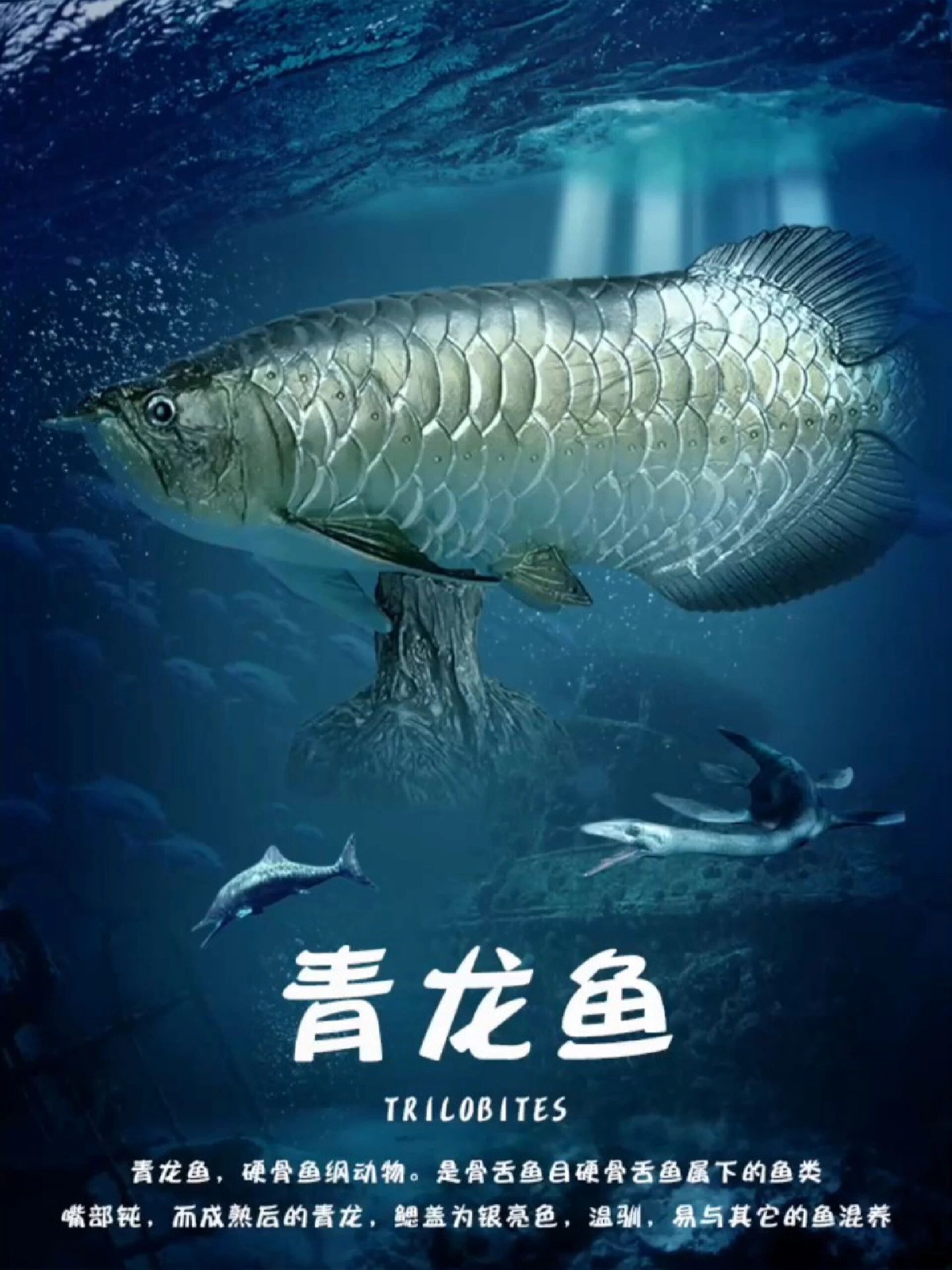林畅模玩 海洋世界 远古龙鱼之青龙鱼