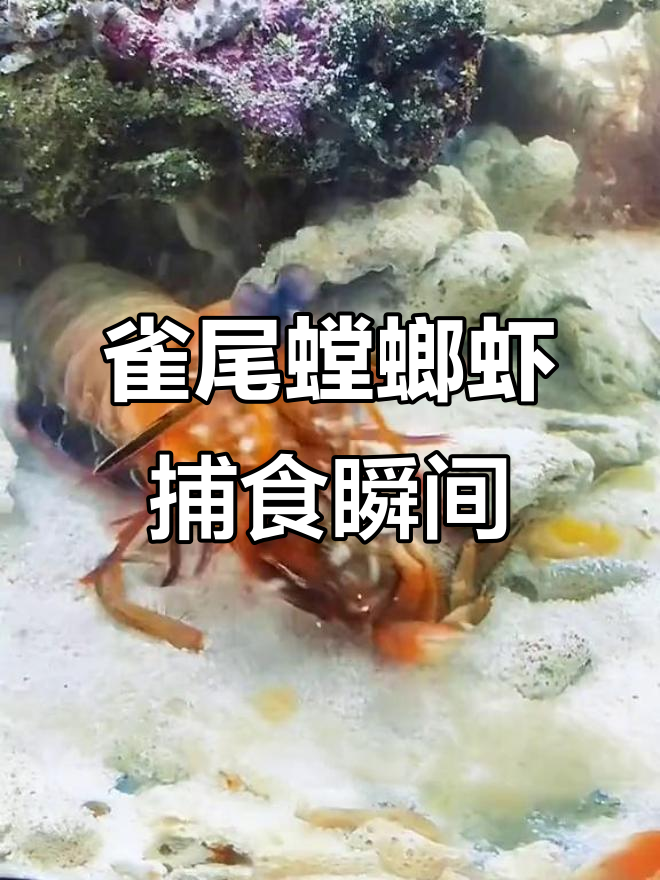 雀尾螳螂虾暴力捕食,铁锤妹妹勇斗螃蟹