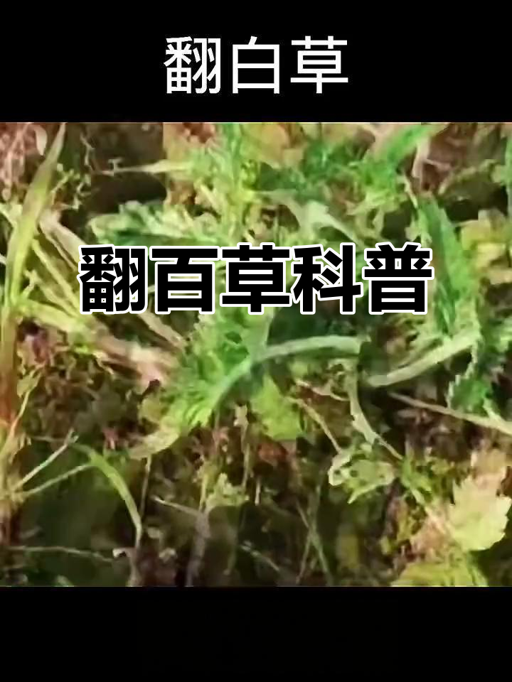 翻白草:一种像红薯的草本植物,你认识吗?