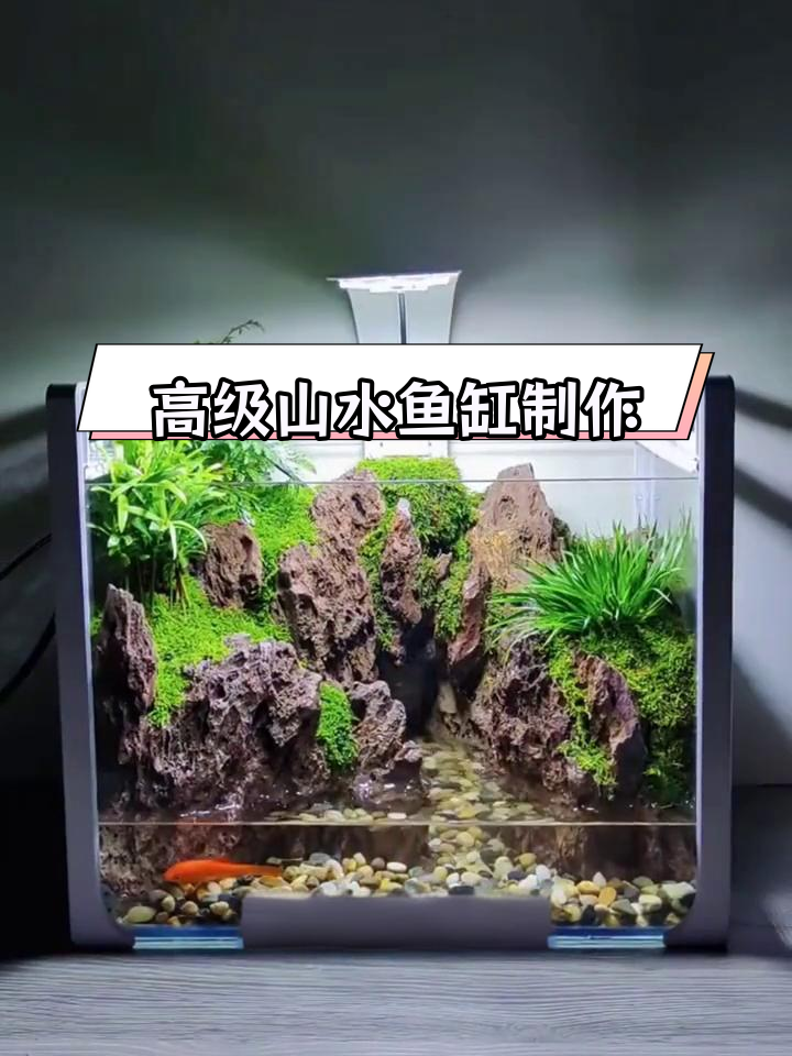 高阶鱼缸造景教程,打造自然生态景观