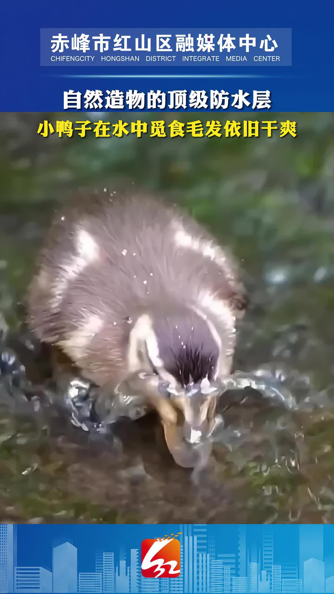 自然造物的顶级防水层,小鸭子在水中觅食毛发依旧干爽