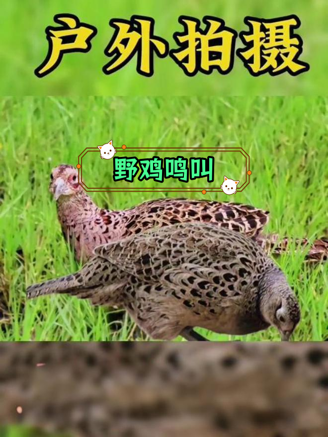 野鸡的叫声与行为