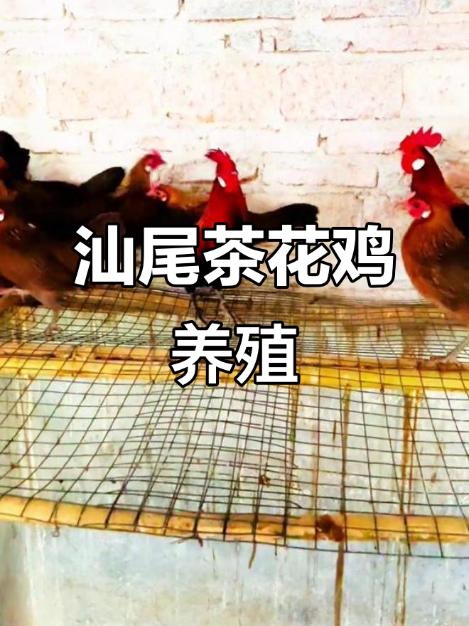 汕尾茶花鸡种蛋孵化,美丽长腿黑脚原鸡诞生