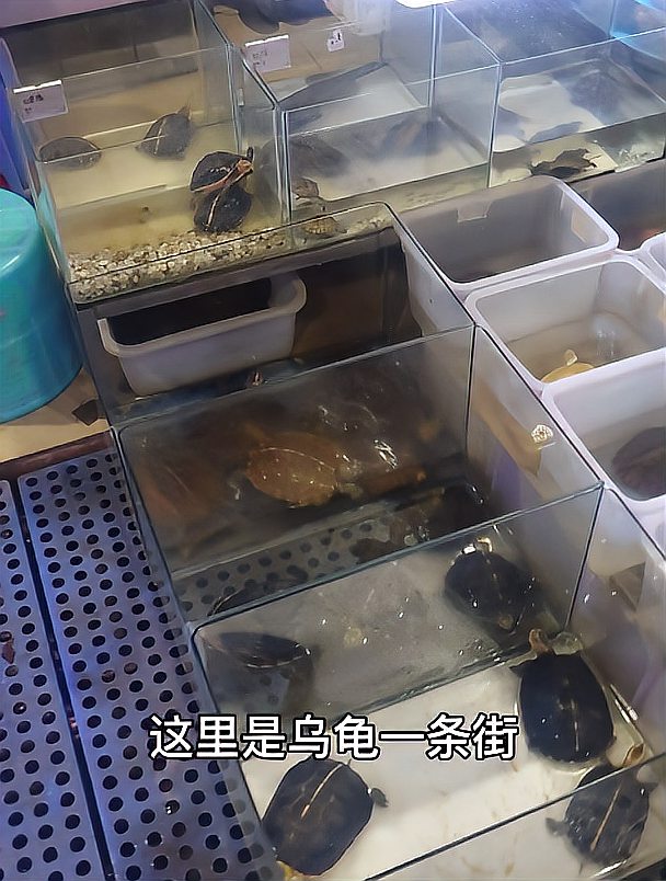 广州最大花鸟鱼虫市场，各种各样观赏鱼，乌龟爬宠小鸟和猫狗！