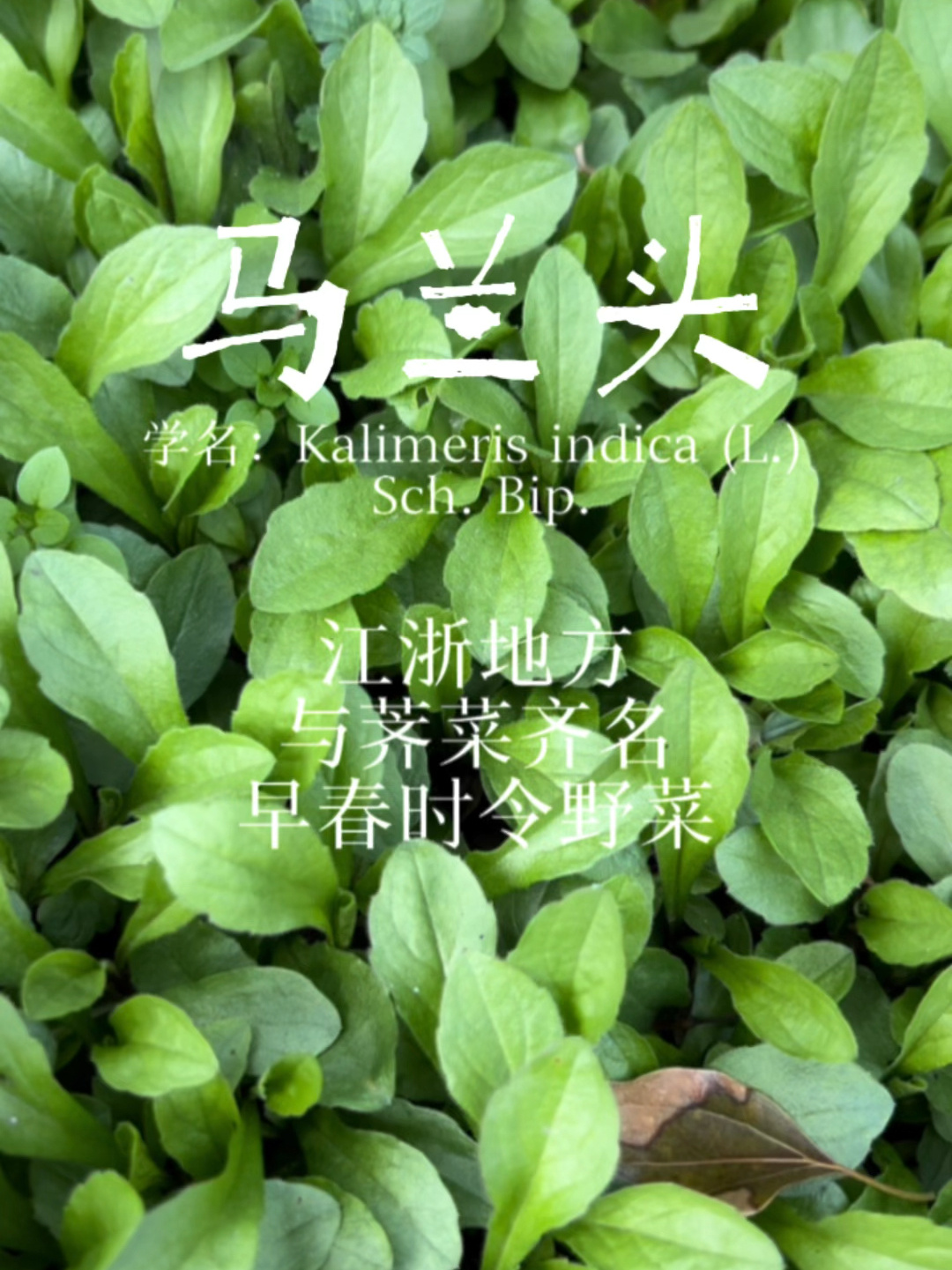 与“荠菜”齐名的时令野菜-马兰头