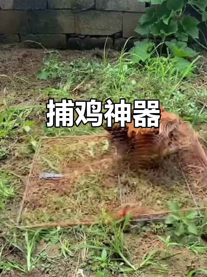 傣家禽小工具,轻松捕捉跑山鸡