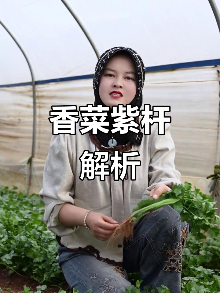 冬季香菜紫杆,根弱吸收差?原因与解决方法大揭秘!
