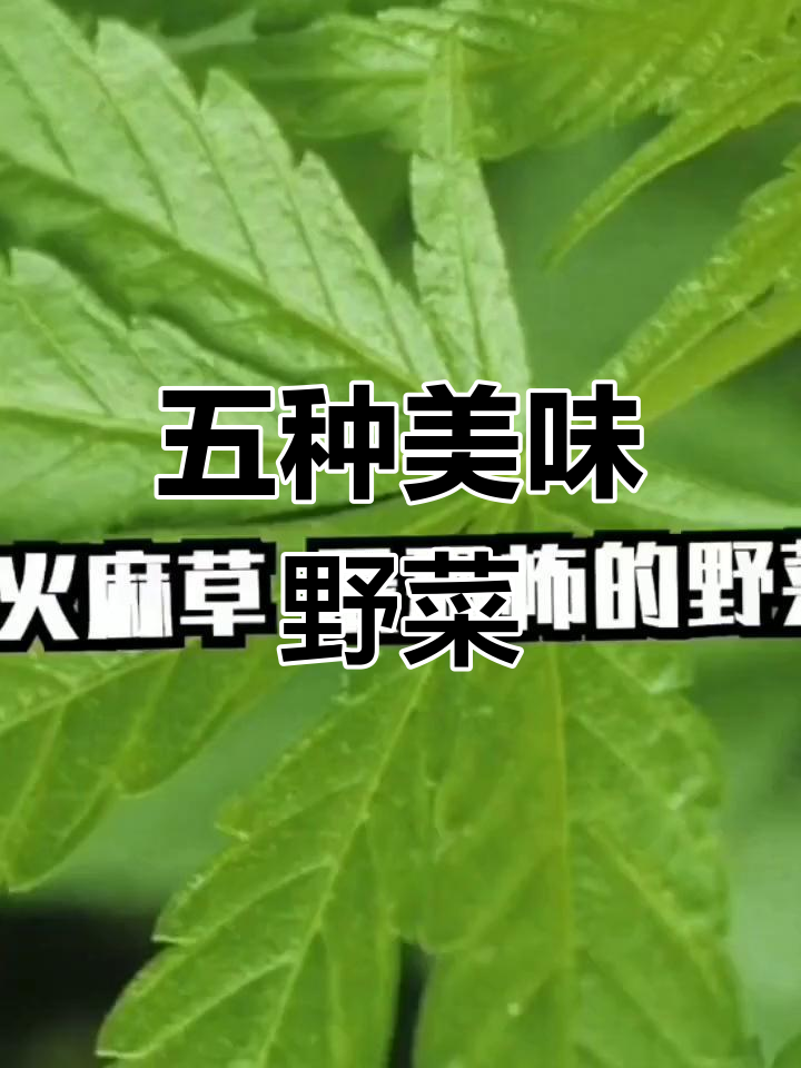 贵州五种独特野菜介绍