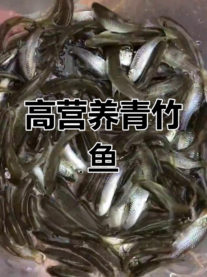 倒刺鲃鱼:高价值食用与观赏鱼类