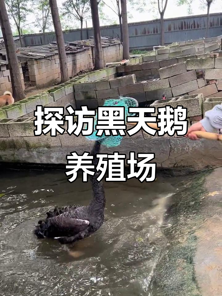 黑天鹅养殖基地揭秘,美丽与神秘的完美结合