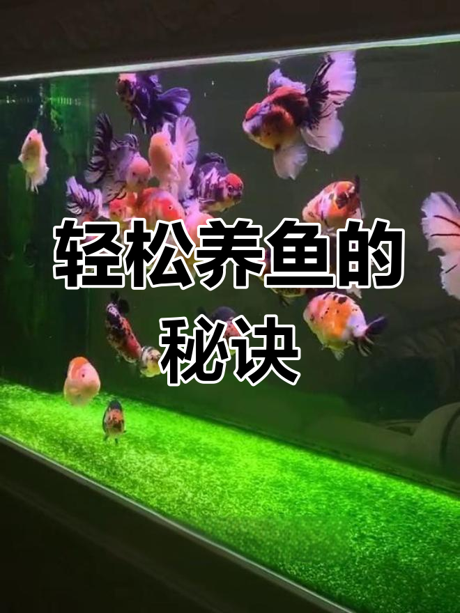 养鱼新手必学:如何正确开缸与养水