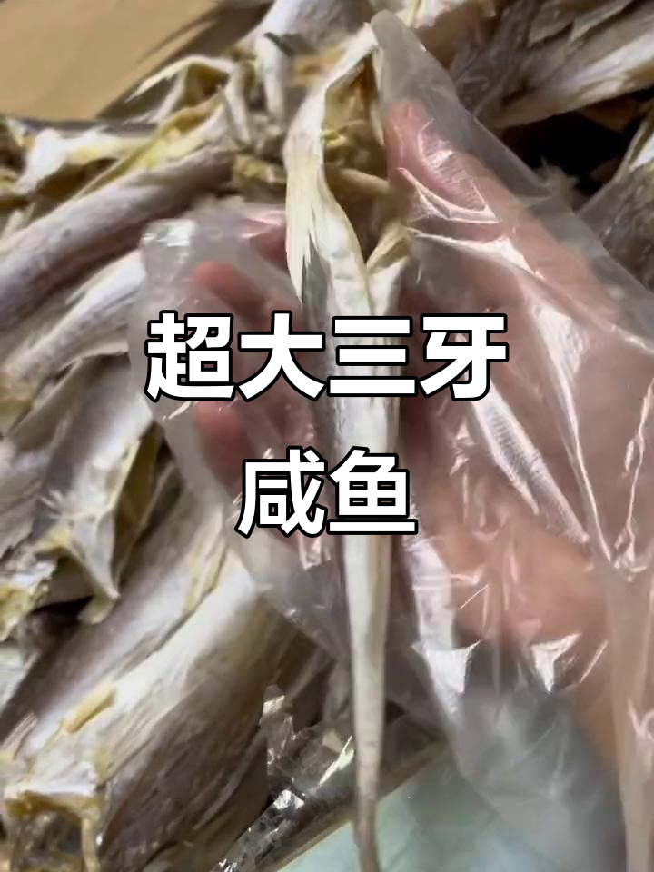 三亚咸鱼新货,90斤超重三牙鱼来袭