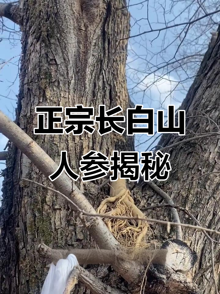 长白山人参的秘密:从树到袋子的成长之路