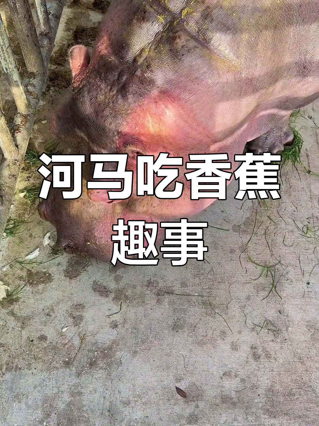 河马大口吃香蕉,表情超搞笑