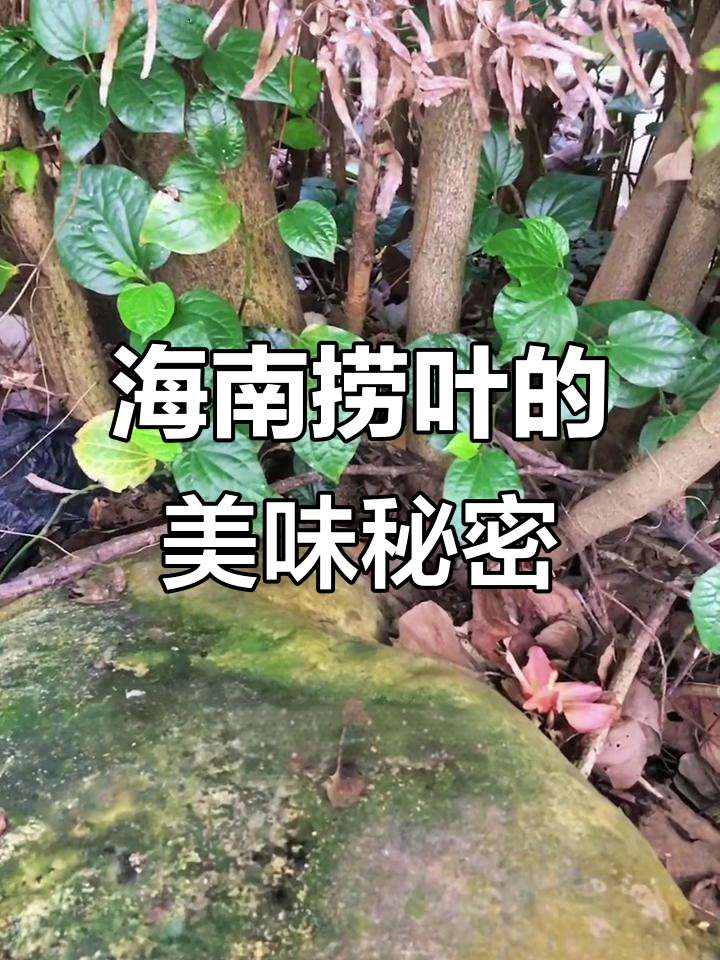 海南岛民的独特灵魂配菜:捞叶,炒鸡必备!