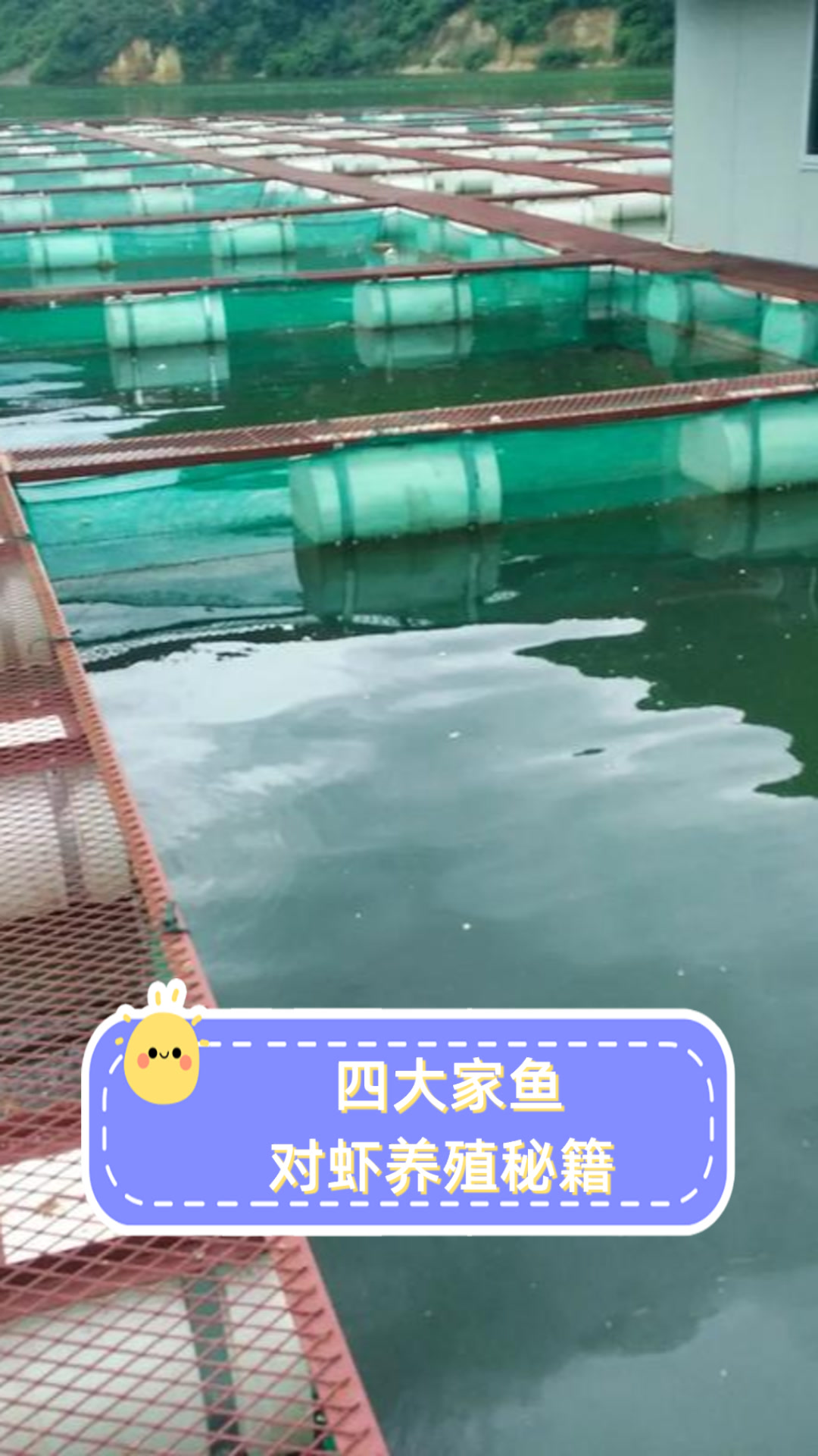 四大家鱼对虾养殖秘籍