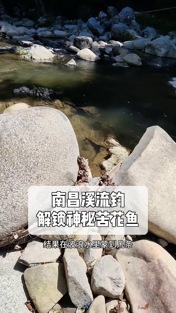 南昌溪流钓,解锁神秘苦花鱼