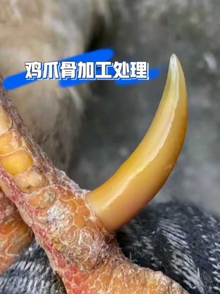 文玩鸡爪骨如何加工处理制作!