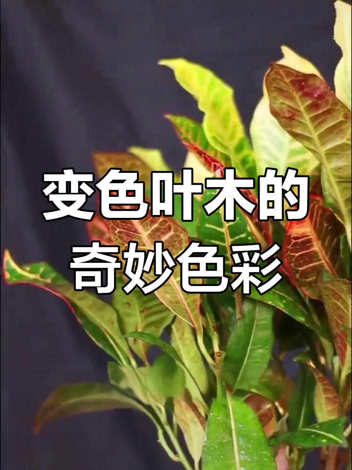 七彩变叶木:植物界的变色龙,叶片五彩斑斓