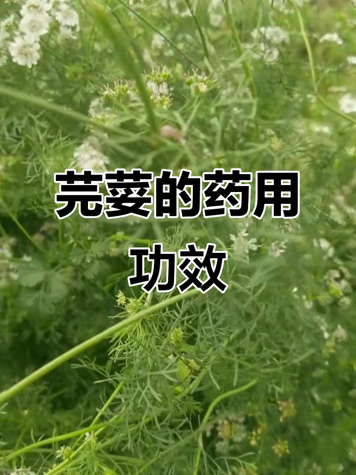 芫荽的神奇作用:从感冒到消化不良都能治