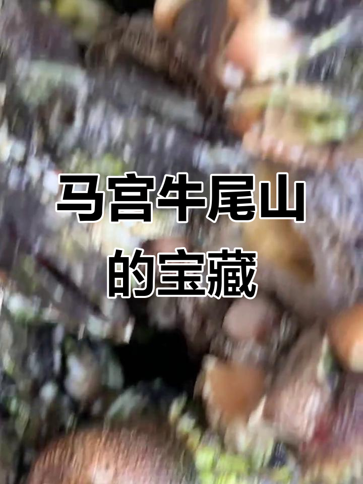 马宫牛尾山:海莲炮与佛祖菜的完美结合