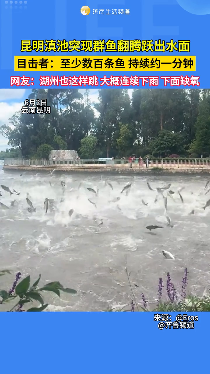 昆明滇池突现群鱼翻腾跃出水面:至少数百条鱼,持续约一分钟