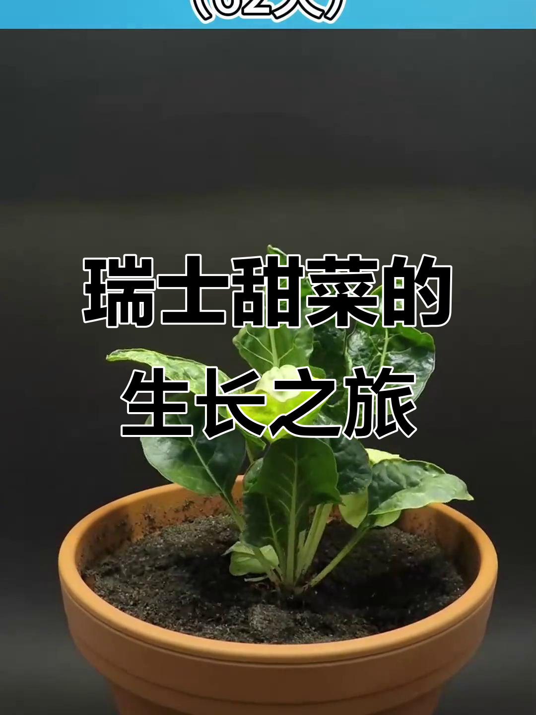 瑞士甜菜从播种到收获的62天成长过程,延时摄影记录