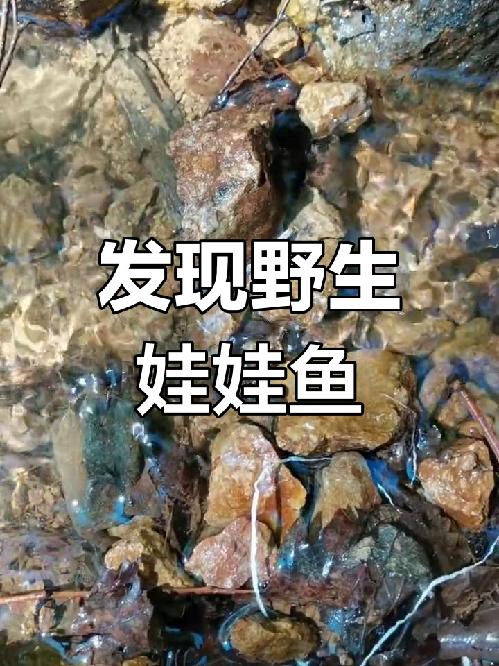 大山深处偶遇野生娃娃鱼