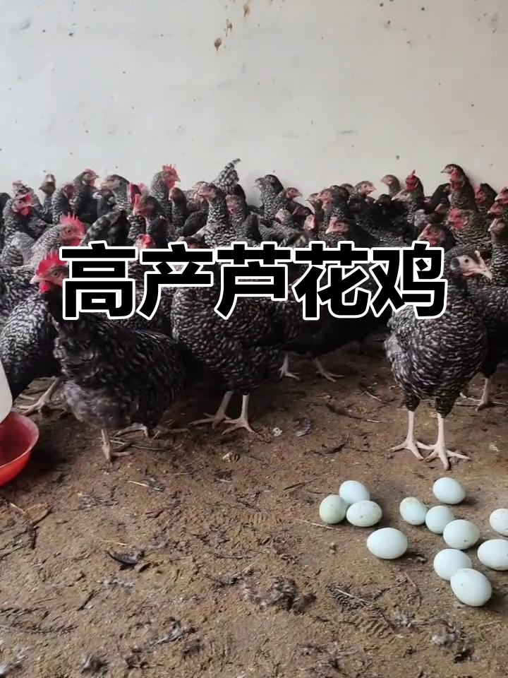 芦花鸡:抗病力强,产蛋率高,是家庭养殖首选