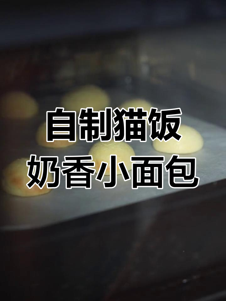 猫咪最爱奶香小面包,一次炫三个超满足