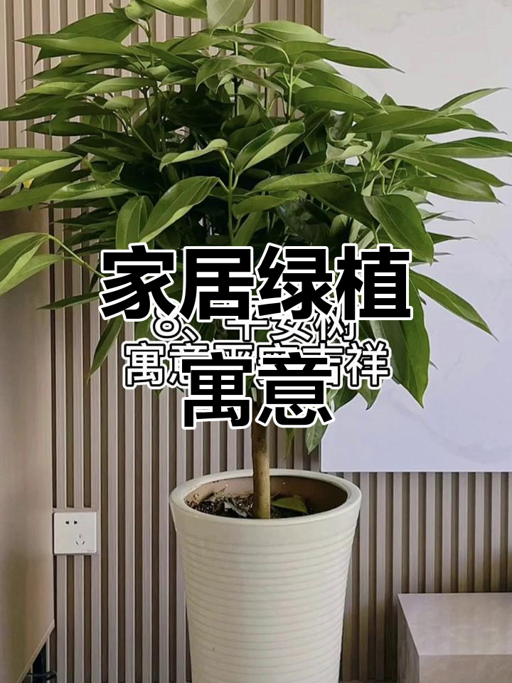 新居绿植推荐,寓意吉祥、富贵与平安