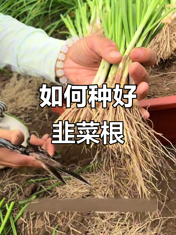 韭菜根种植技巧,轻松掌握移栽与修剪方法