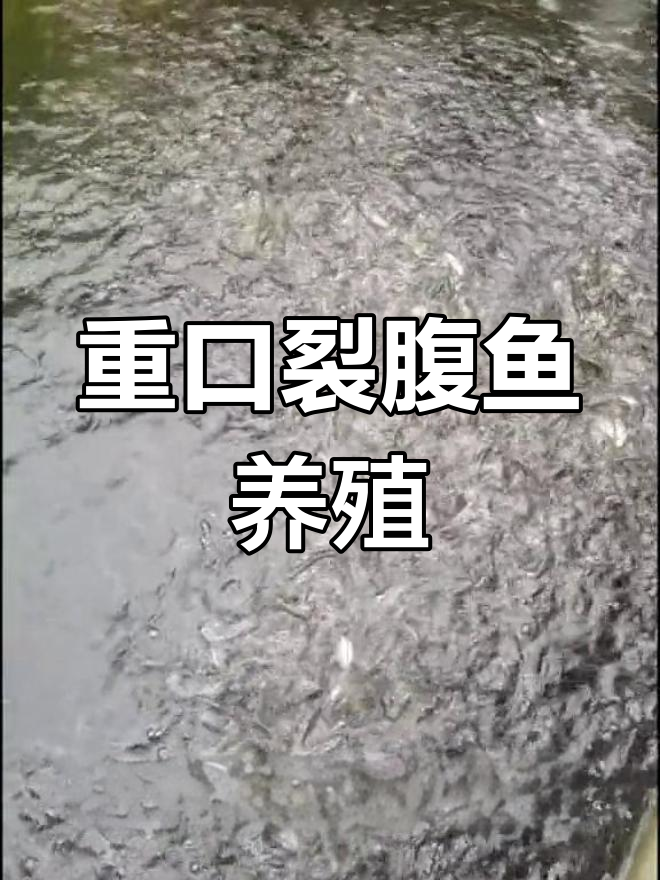 四川重口裂腹鱼:长江上游重要经济鱼类