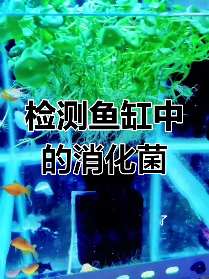 如何判断鱼缸中是否有硝化细菌
