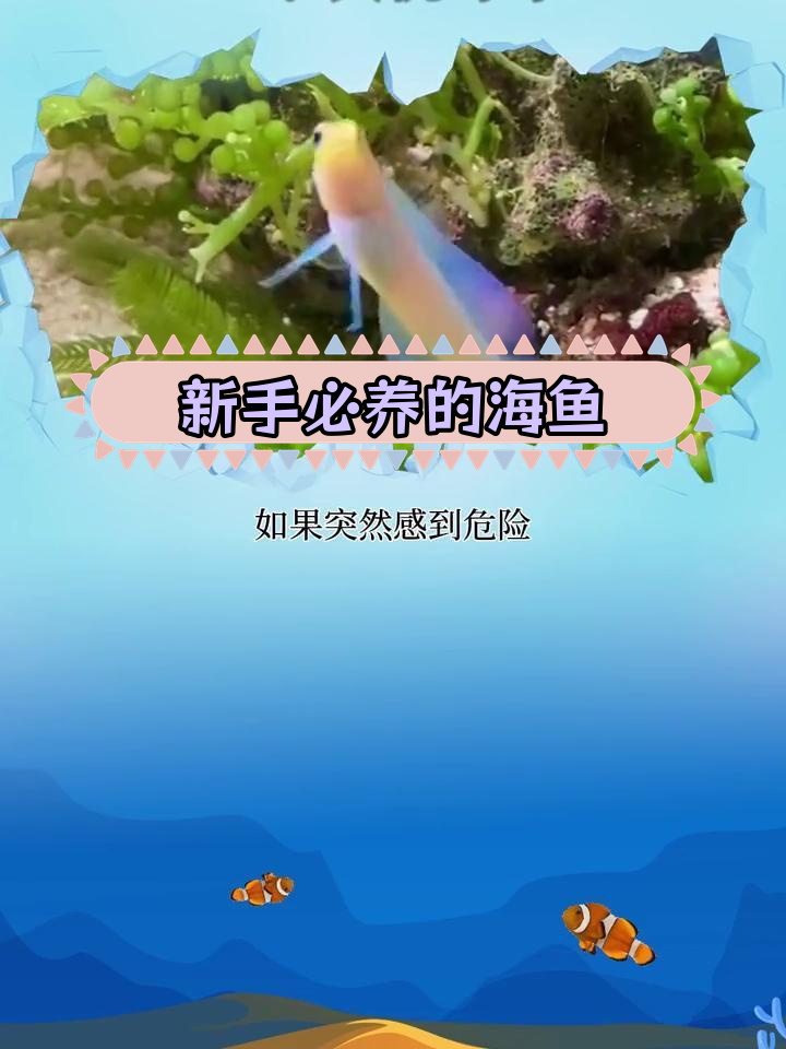 适合新手饲养的七种海鱼推荐