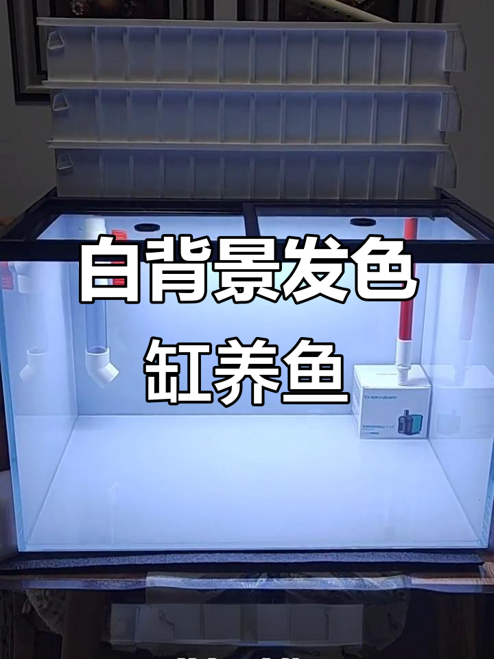60*40*40白背景发色缸,养鱼日记与水族趣事