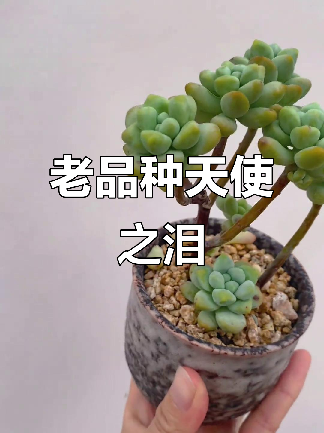 经典天使之泪多肉，美丽依旧