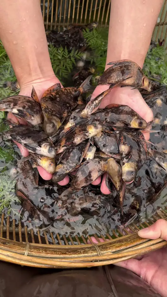你知道吗？这种鱼在越浑的水质中长势越快