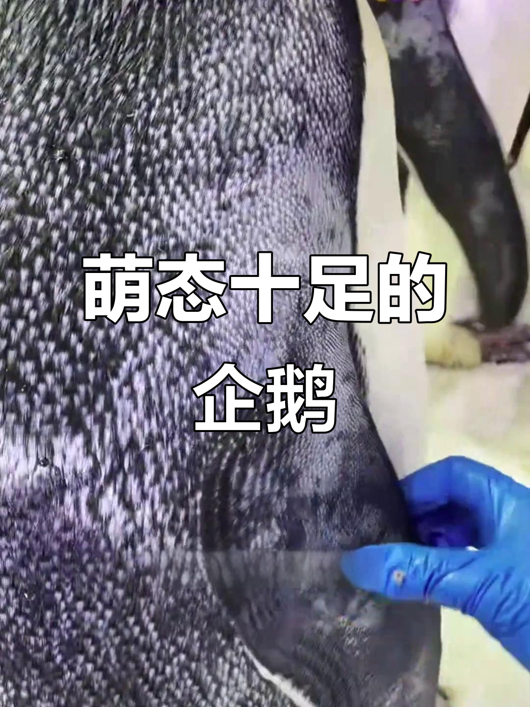 企鹅的颈部、翅膀和尾巴,摸起来超有趣!