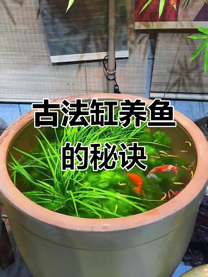 古法养鱼:火山石与溪流沙打造生态循环