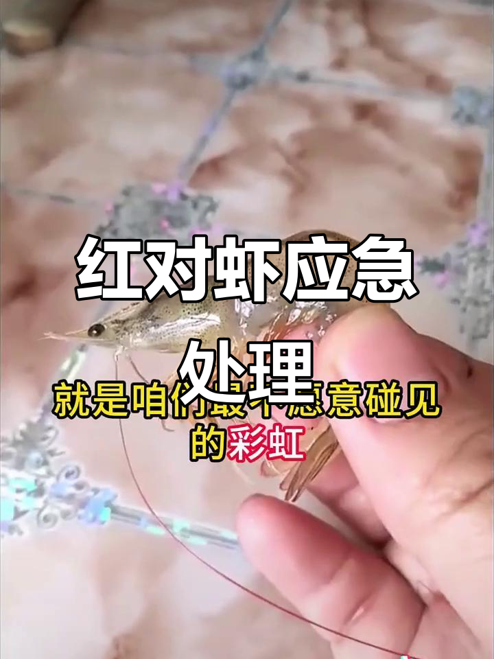 对虾红体游塘急救全攻略，四种情况应对方法