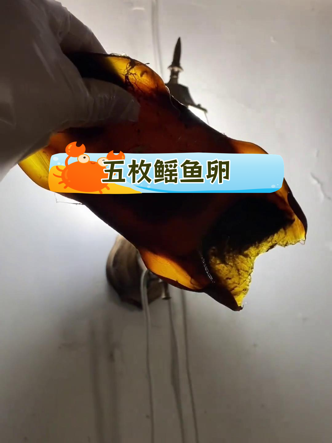 鳐鱼卵鞘的神奇结构,你见过吗?