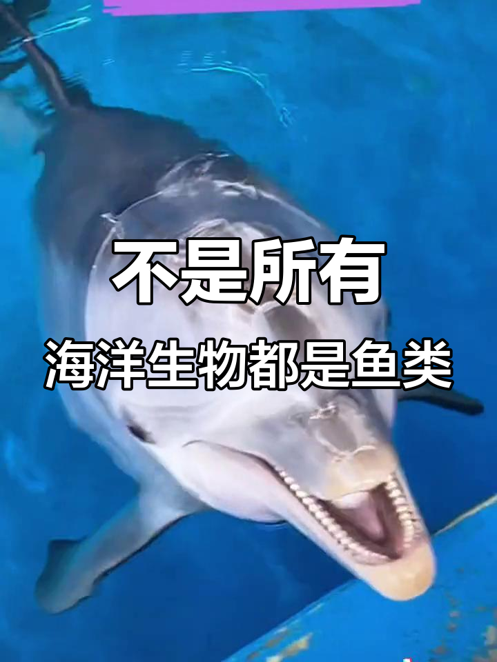 海豚真的是鱼吗?揭秘海豚的哺乳动物身份