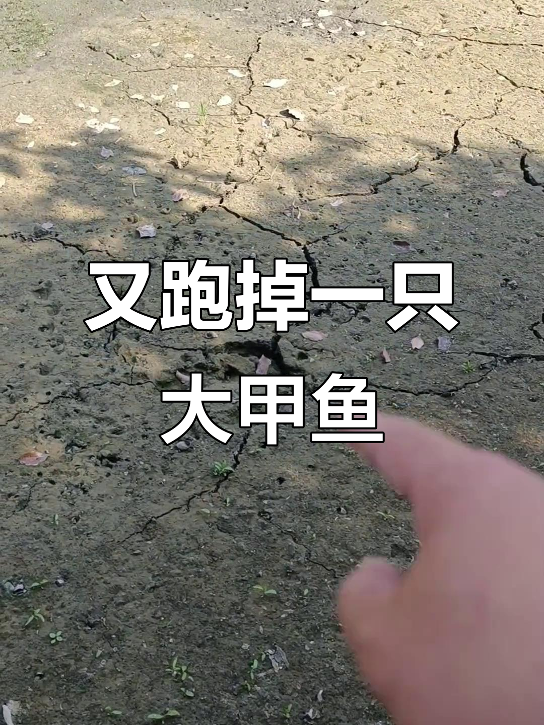 甲鱼脚印清晰可见,逃跑速度惊人