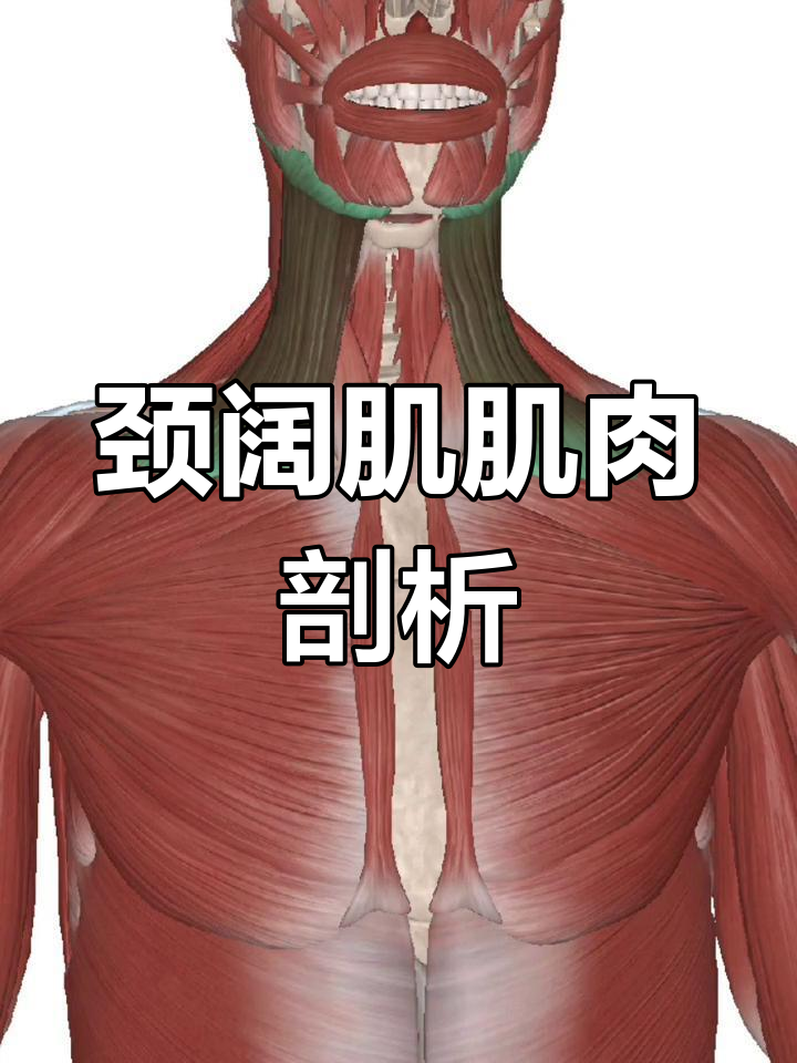颈阔肌解剖与功能详解:起点、止点及收缩力分析