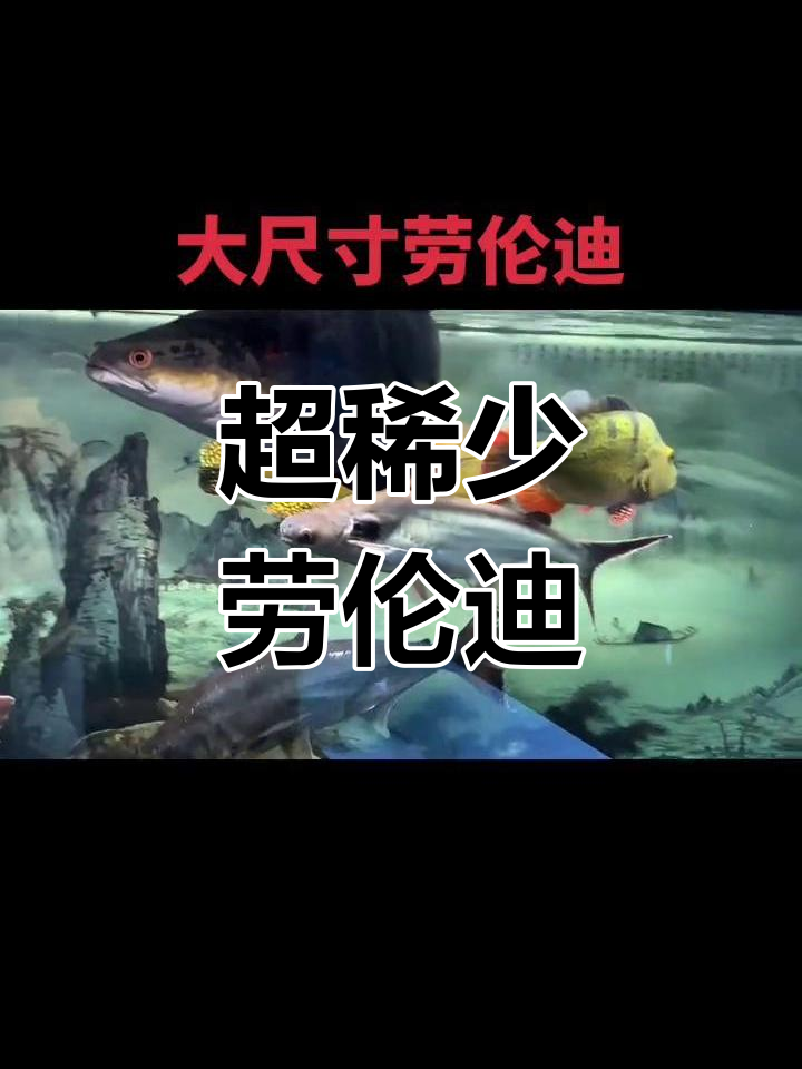 超大尺寸劳伦迪巨鲶,稀有霸气淡水鲨鱼