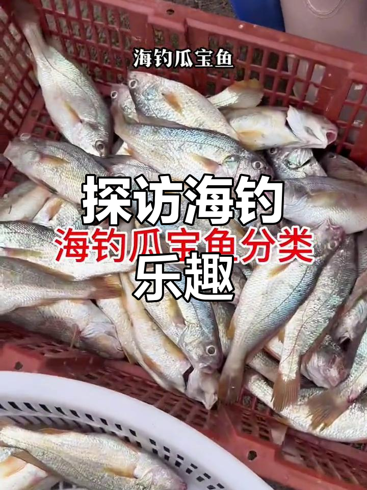 海钓瓜鱼大揭秘,渔民生活体验之旅