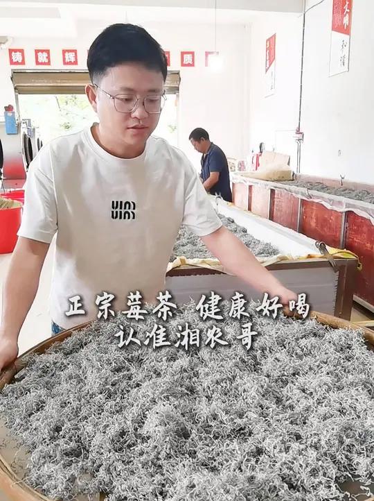 精品莓茶,茶农自产自销!宁喝一两好茶,不喝一斤差的!高端芽尖莓茶,人工一天采摘十几斤鲜嫩芽