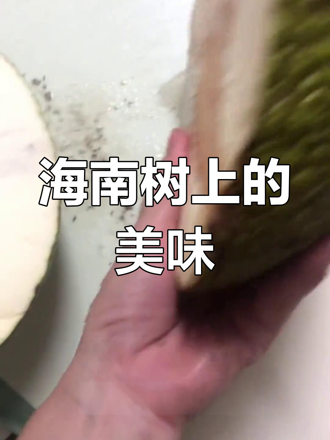 海南树上“面包”你尝过吗?